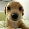 Стикер 38 dog memes