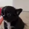 Стикер 26 dog memes