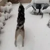 Стикер 34 dog memes