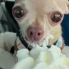 Стикер 24 dog memes