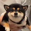 Стикер 31 dog memes