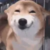 Стикер 19 dog memes