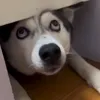 Стикер 35 dog memes