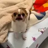 Стикер 22 dog memes