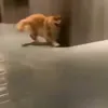 Стикер 32 dog memes