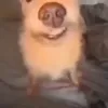 Стикер 10 dog memes