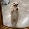 Стикер 17 dog memes