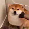 Стикер 33 dog memes