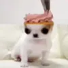 Стикер 16 dog memes