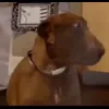 Стикер 20 dog memes