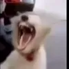 Стикер 9 dog memes