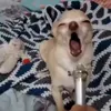 Стикер 23 dog memes