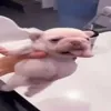 Стикер 12 dog memes