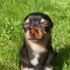 Стикер 7 dog memes
