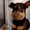 Стикер 11 dog memes