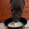 Стикер 15 dog memes