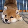 Стикер 28 dog memes