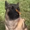 Стикер 8 dog memes