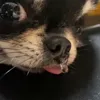 Стикер 25 dog memes