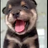 Стикер 29 dog memes