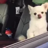 Стикер 21 dog memes