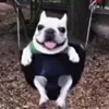 Стикер 13 dog memes