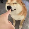 Стикер 30 dog memes