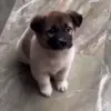 Стикер 18 dog memes