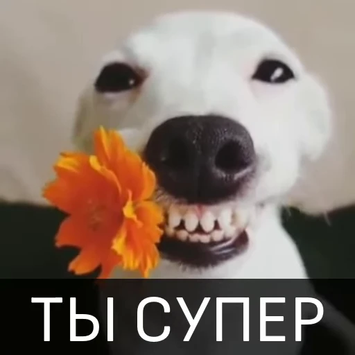 🔥 Стикер «Собака улыбака» для Telegram