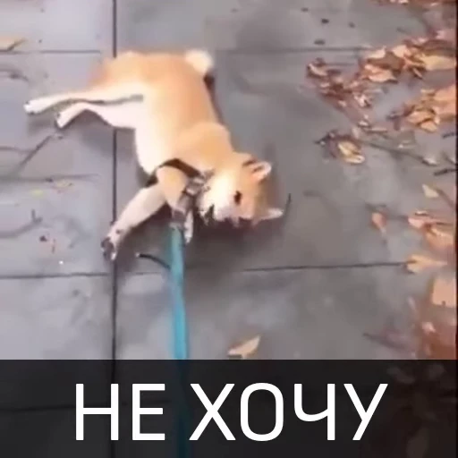 😤 Стикер «Собака улыбака» для Telegram