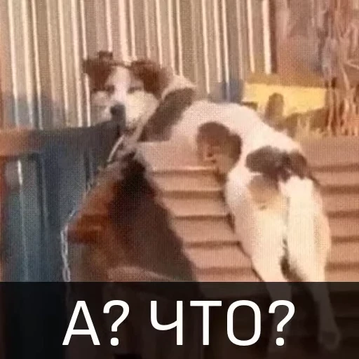 🤪 Стикер «Собака улыбака» для Telegram