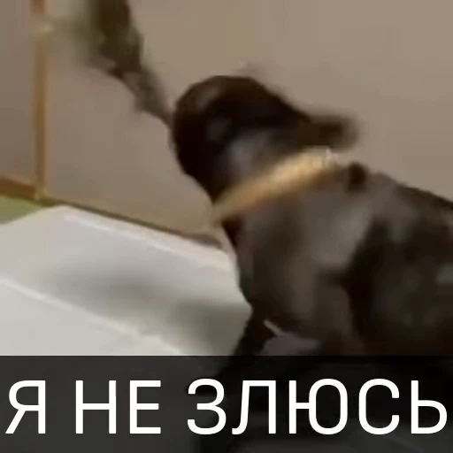 😇 Стикер «Собака улыбака» для Telegram