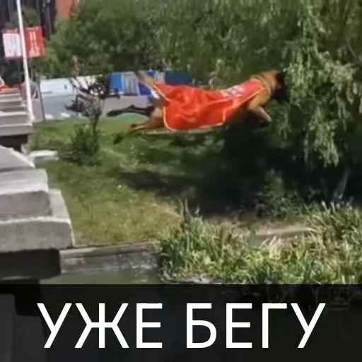 ⚡️ Стикер «Собака улыбака» для Telegram