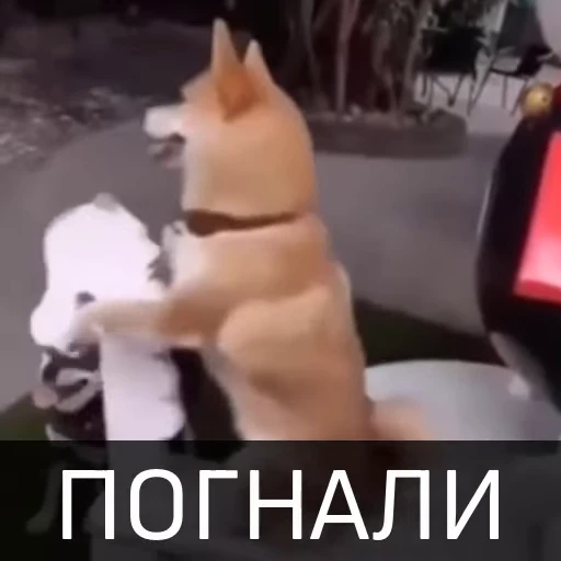 👌 Стикер «Собака улыбака» для Telegram