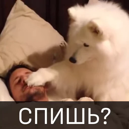 🥴 Стикер «Собака улыбака» для Telegram