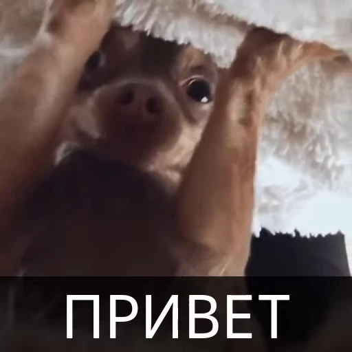 👋 Стикер «Собака улыбака» для Telegram