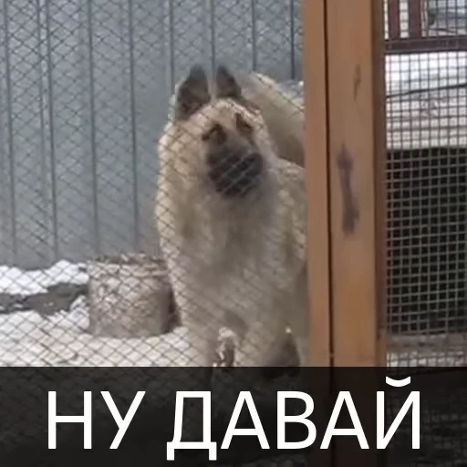 👏 Стикер «Собака улыбака» для Telegram