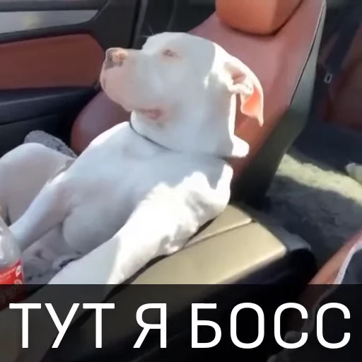 👊 Стикер «Собака улыбака» для Telegram