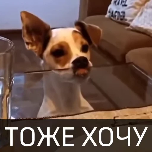 🙂 Стикер «Собака улыбака» для Telegram