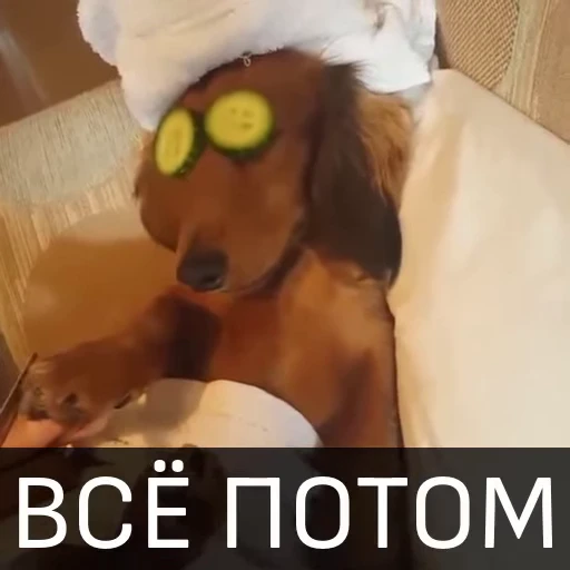 🙄 Стикер «Собака улыбака» для Telegram