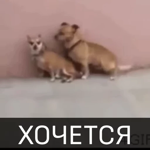 😋 Стикер «Собака улыбака» для Telegram