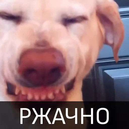 😆 Стикер «Собака улыбака» для Telegram