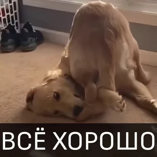 🙃 Стикер «Собака улыбака» для Telegram