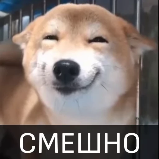 😀 Стикер «Собака улыбака» для Telegram