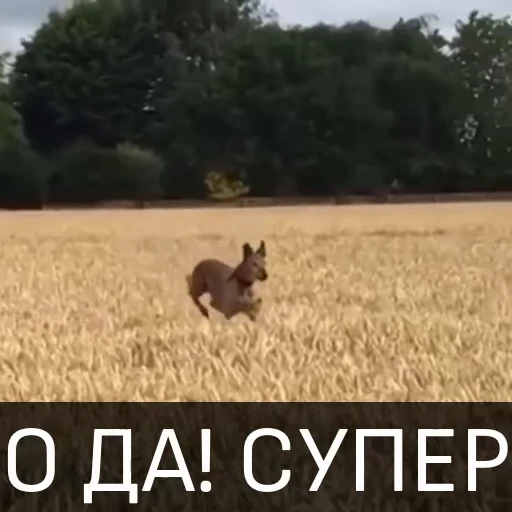 Стикерпак Собака улыбака для Telegram — скачать
