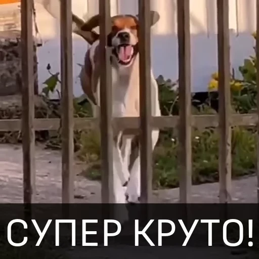 🥳 Стикер «Собака улыбака» для Telegram