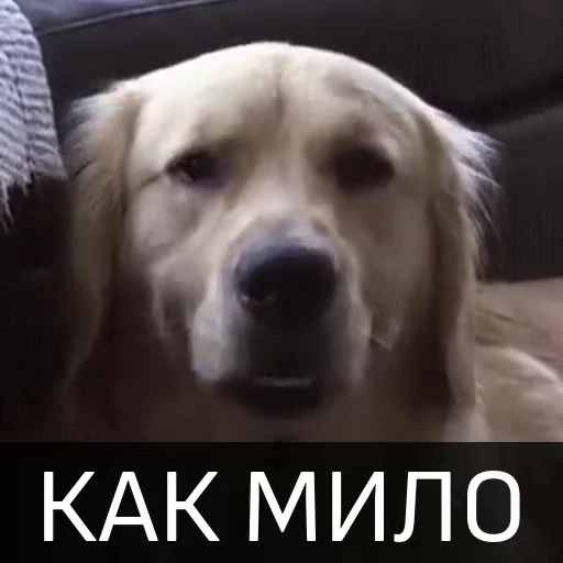 😊 Стикер «Собака улыбака» для Telegram