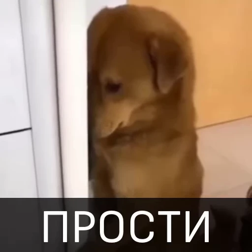 🥺 Стикер «Собака улыбака» для Telegram