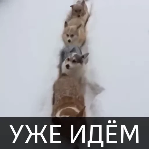👣 Стикер «Собака улыбака» для Telegram