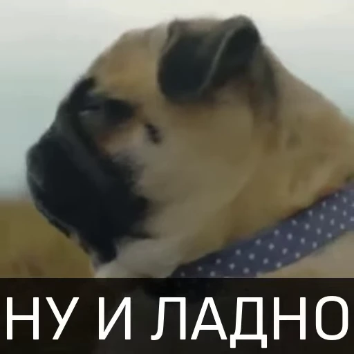😠 Стикер «Собака улыбака» для Telegram